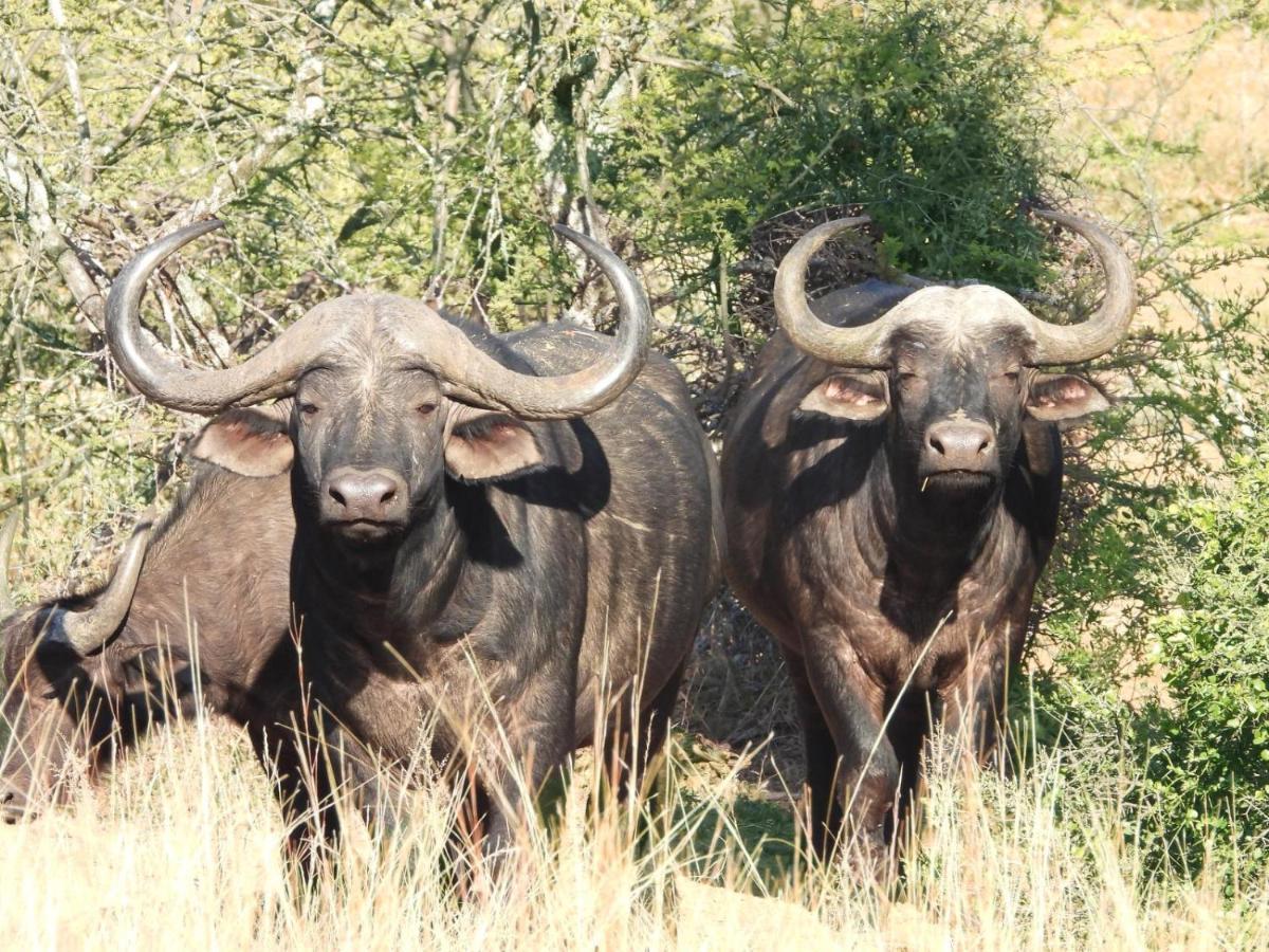 Kwalata Game Lodge Klipdrift Bagian luar foto