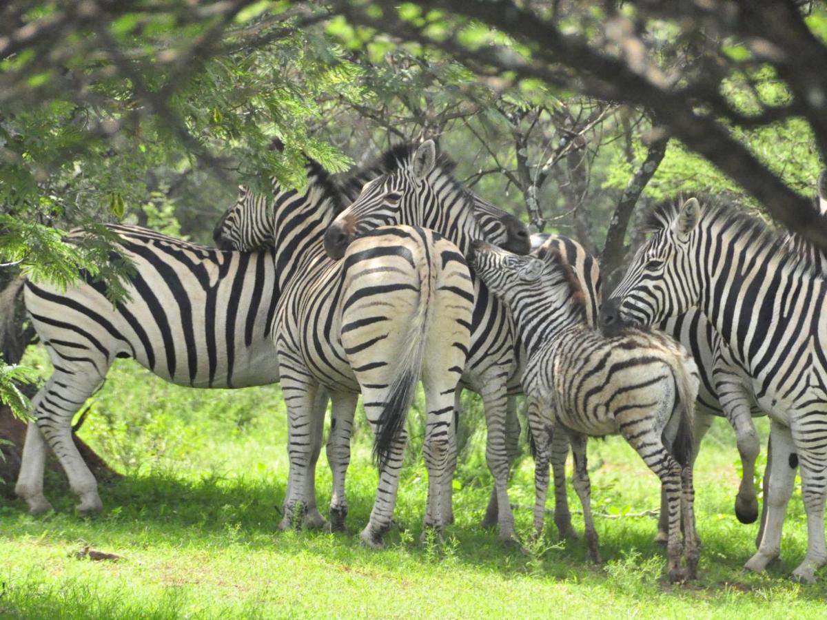 Kwalata Game Lodge Klipdrift Bagian luar foto